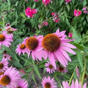 Meet your Posher, Mandy